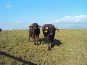 evento metiobuf 30062015